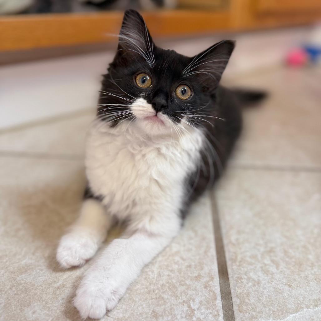 Enlarge Rainer, a ADOPTABLE Domestic Long Hair in Fenton, MI image 1/1