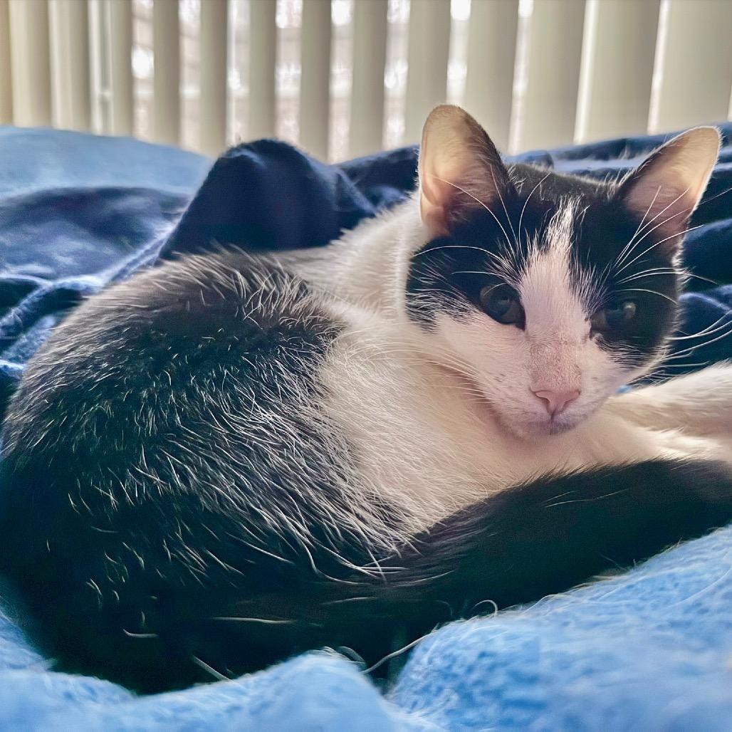 Saja, Adoptable, Young Female Domestic Short Hair.