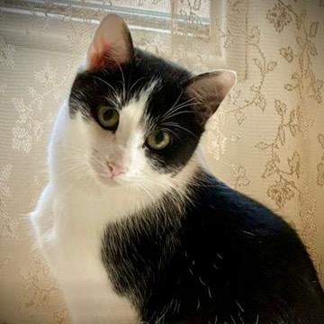 Saja, a Adoptable Domestic Short Hair in Potomac, MD image 2/5