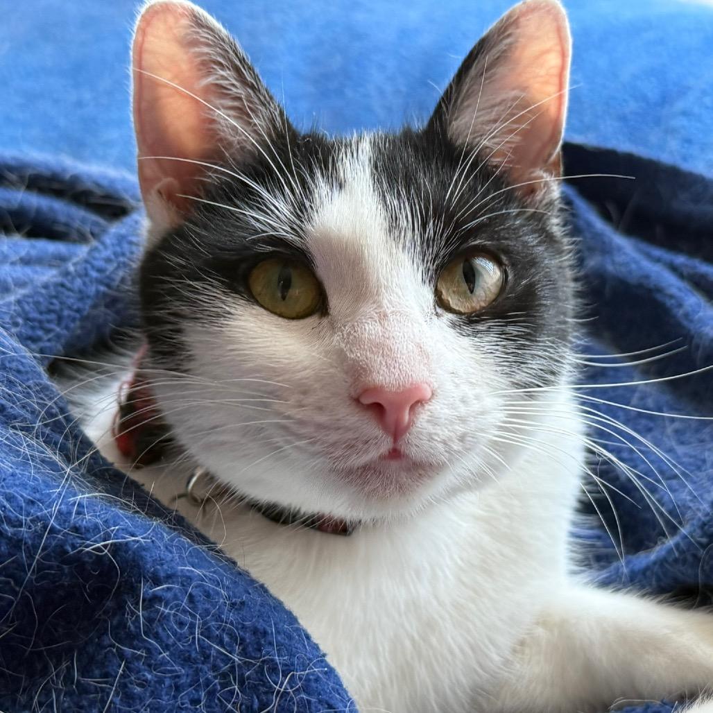 Saja, a Adoptable Domestic Short Hair in Potomac, MD image 5/5