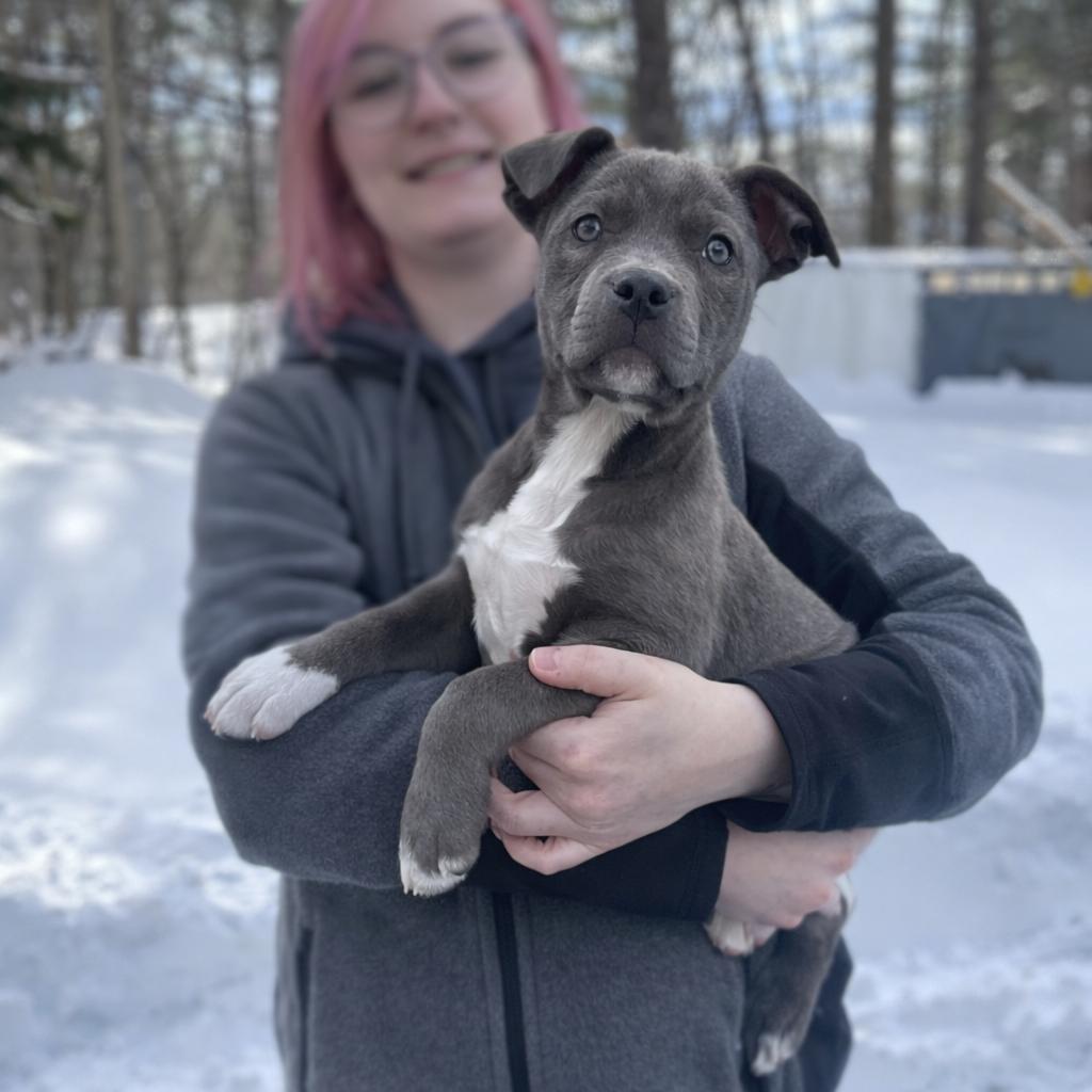 Nancy, Adoptable, Puppy Female Mixed Breed & Mixed Breed.