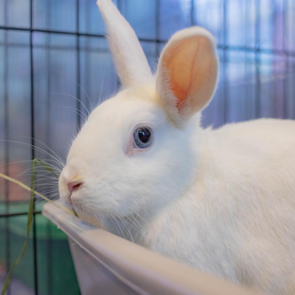 Finn, Adoptable, Adult Male American.