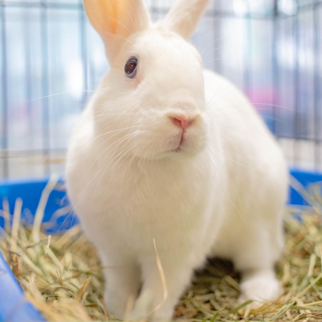 Enlarge Finn, a Adoptable American in San Diego, CA image 2/6