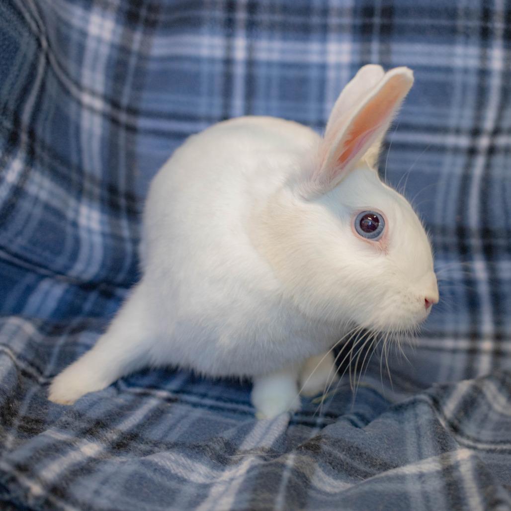 Enlarge Finn, a Adoptable American in San Diego, CA image 6/6