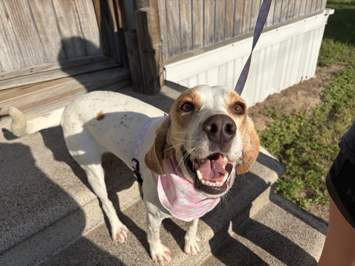Enlarge Daisy Jane, a Adoptable mixed breed in Dunnellon, FL image 1/3