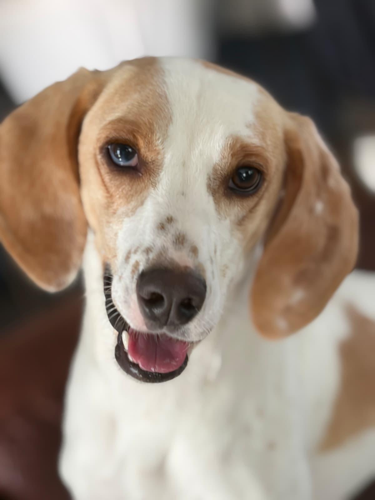 Enlarge Daisy Jane, a Adoptable mixed breed in Dunnellon, FL image 2/3