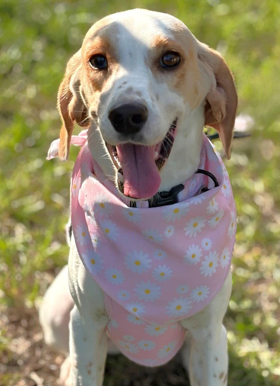 Enlarge Daisy Jane, a Adoptable mixed breed in Dunnellon, FL image 3/3