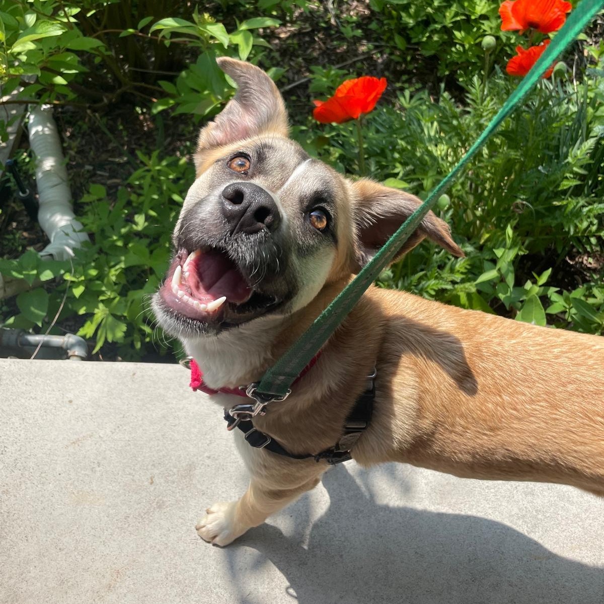 Willow, Young Female Labrador Retriever