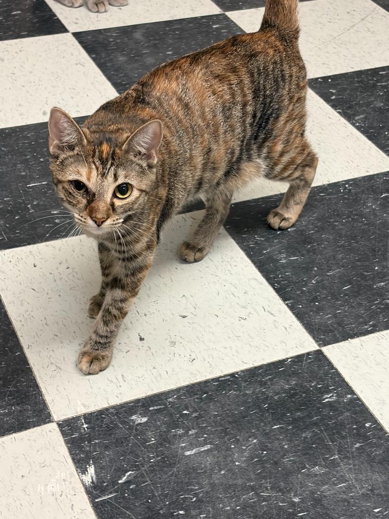 Enlarge Cheetah, a ADOPTABLE mixed breed in Perry, GA image 1/1