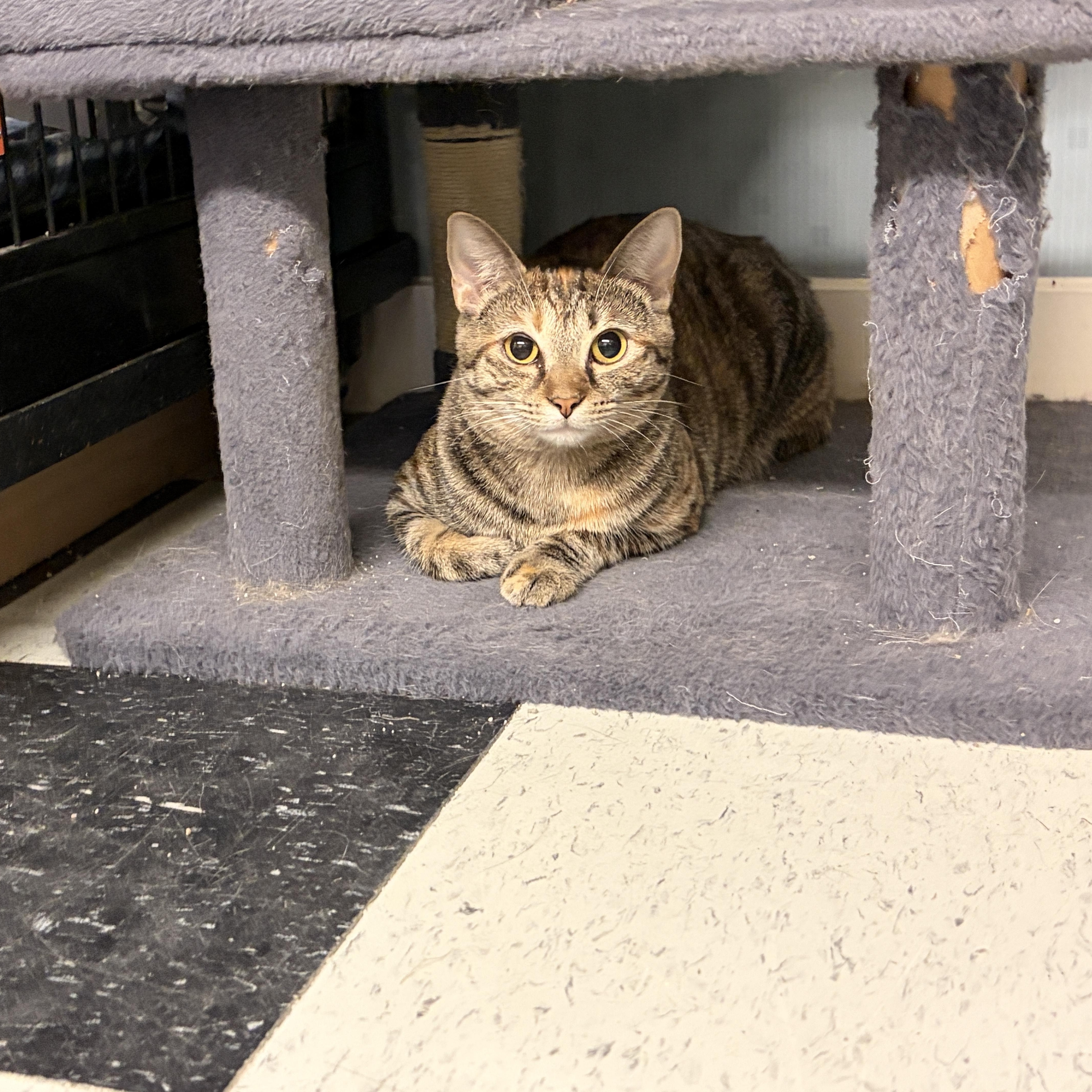 Cheetah, Adoptable, Young Male Domestic Short Hair & Tabby.