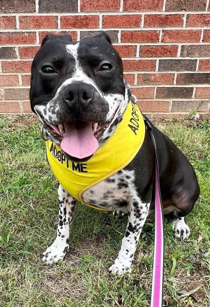 Rose, Adoptable, Young Female Pit Bull Terrier.