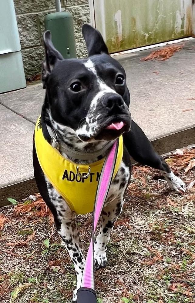 Enlarge Rose, a Adoptable mixed breed in Lancaster, PA image 3/5