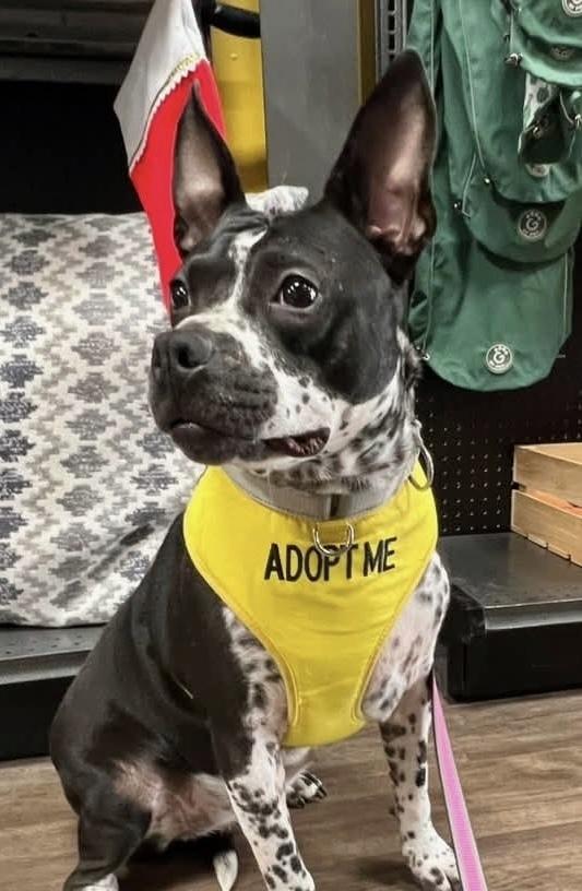 Enlarge Rose, a Adoptable mixed breed in Lancaster, PA image 4/5