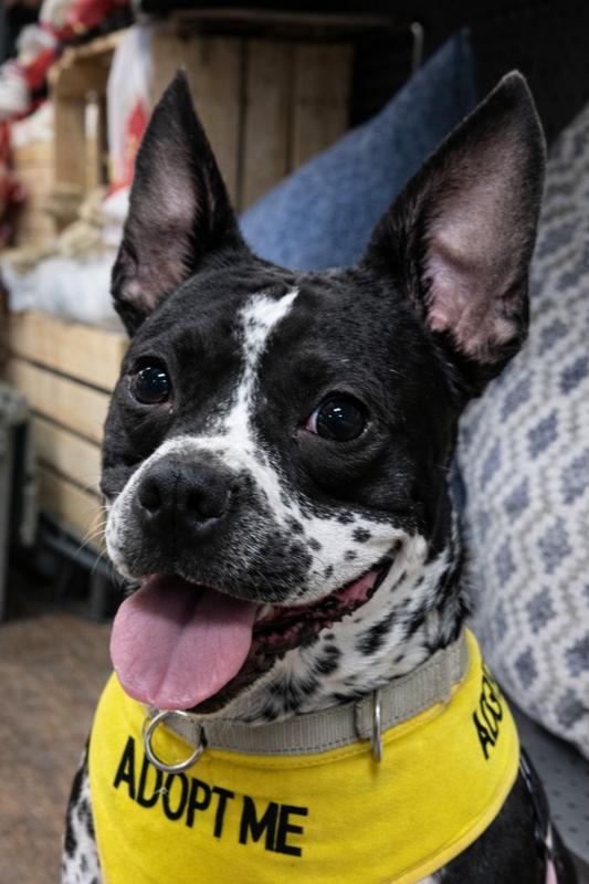 Enlarge Rose, a Adoptable mixed breed in Lancaster, PA image 1/5