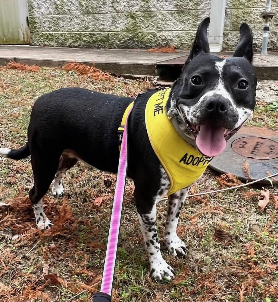 Enlarge Rose, a Adoptable mixed breed in Lancaster, PA image 5/5