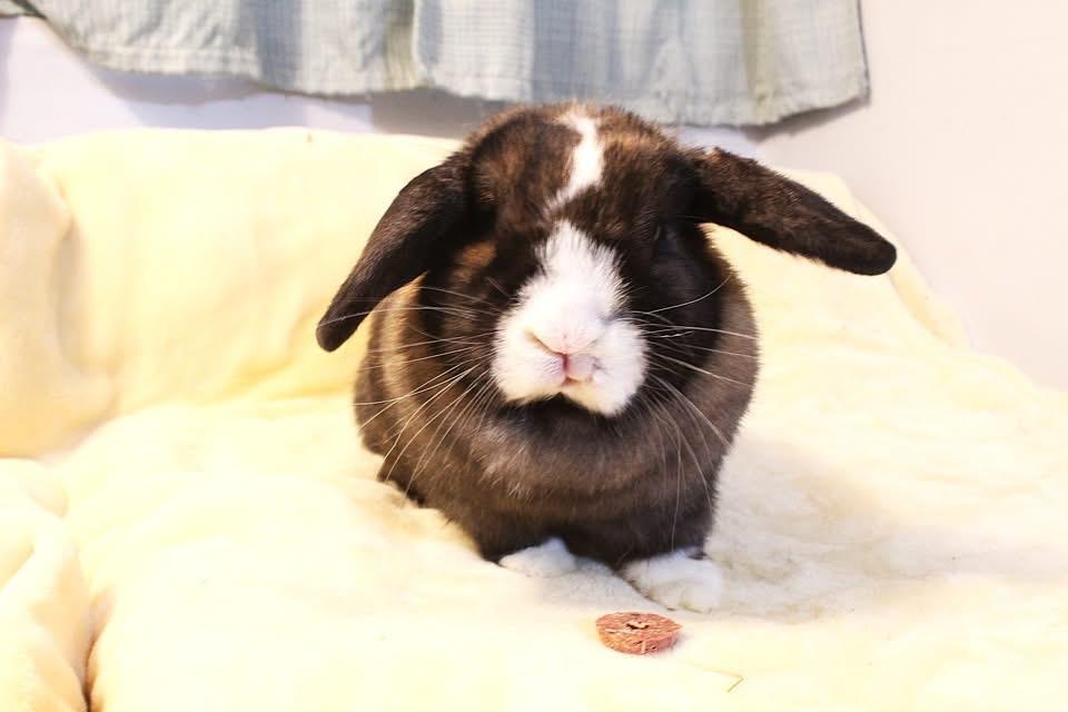 Amaya, a ADOPTABLE Lop Eared in Hillside, NJ image 2/2