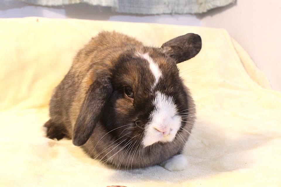Amaya, a ADOPTABLE Lop Eared in Hillside, NJ image 1/2