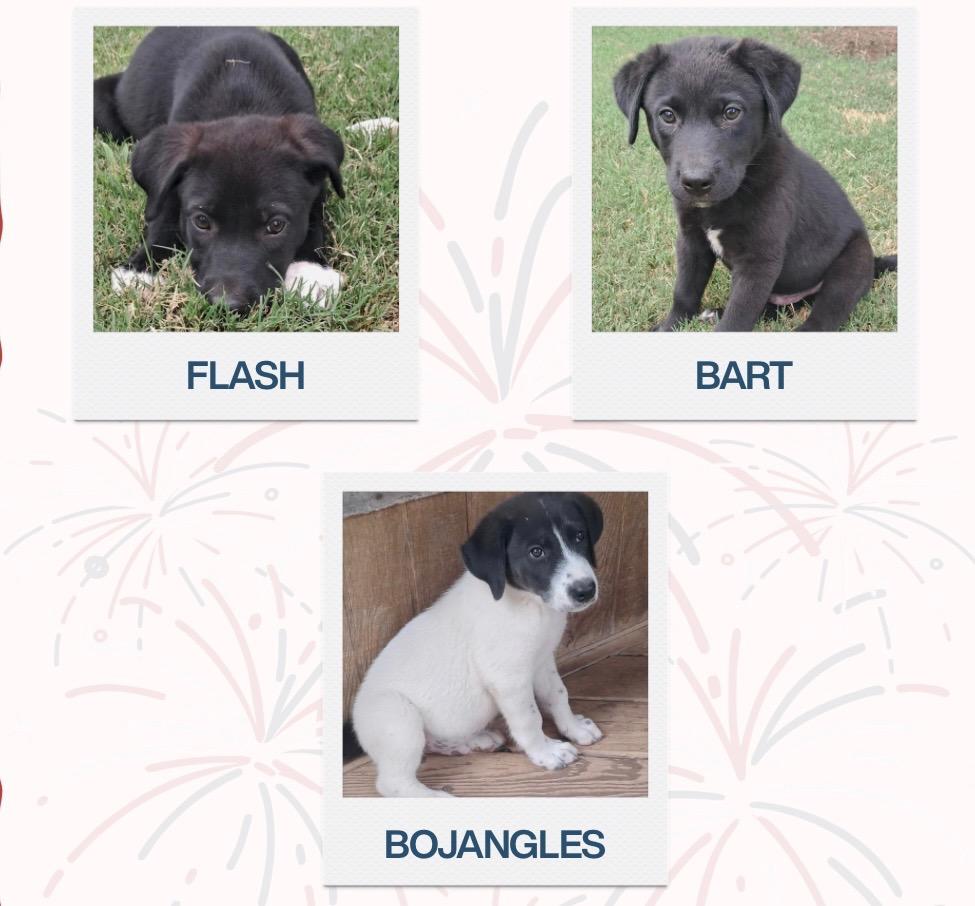 Enlarge Bart, a Adopted mixed breed in Quinlan, TX image 1/4