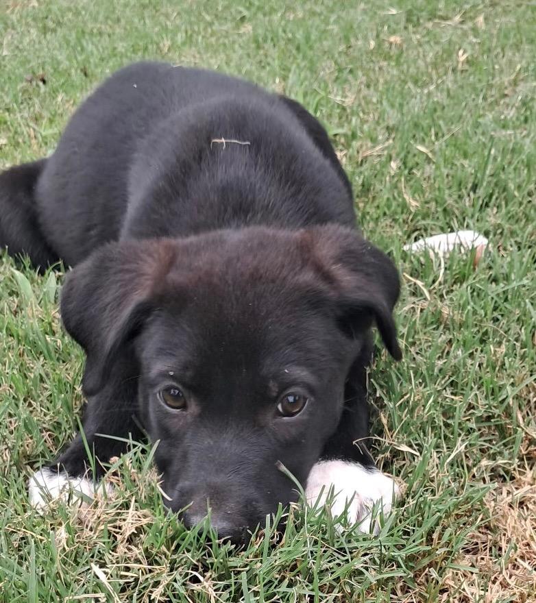 Enlarge Bart, a Adopted mixed breed in Quinlan, TX image 2/4