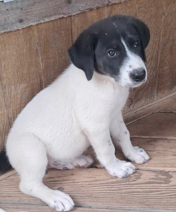 Enlarge Bart, a Adopted mixed breed in Quinlan, TX image 3/4