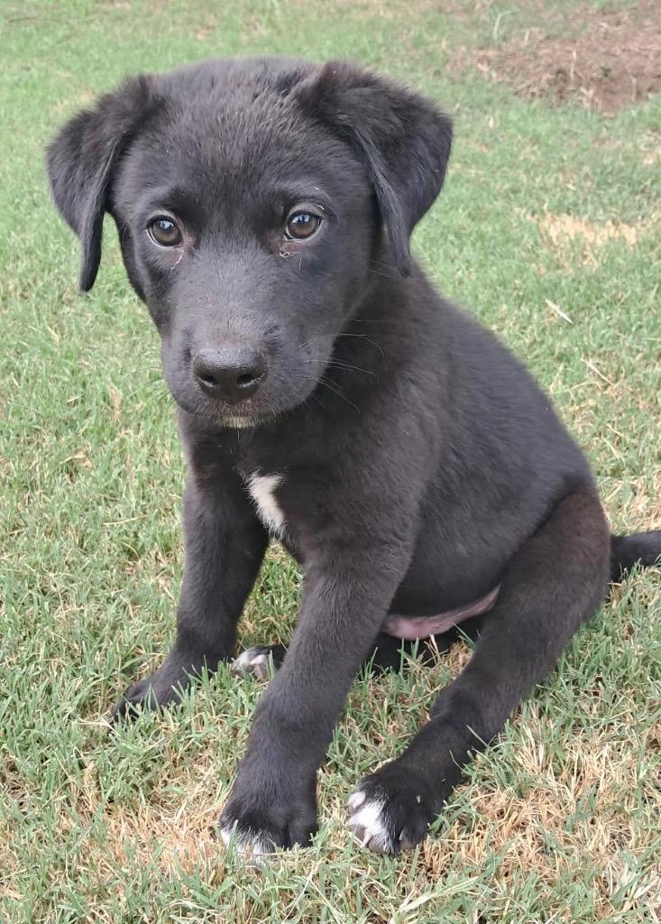 Enlarge Bart, a Adopted mixed breed in Quinlan, TX image 4/4