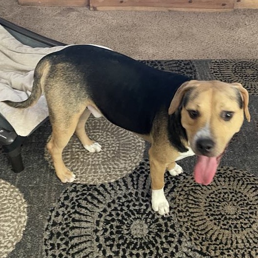 DIEGO, Young Male Beagle