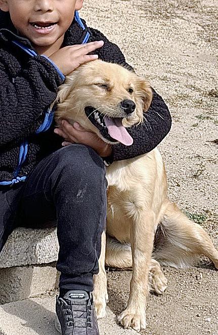 Enlarge Chloe, a ADOPTABLE mixed breed in Poway, CA image 4/6