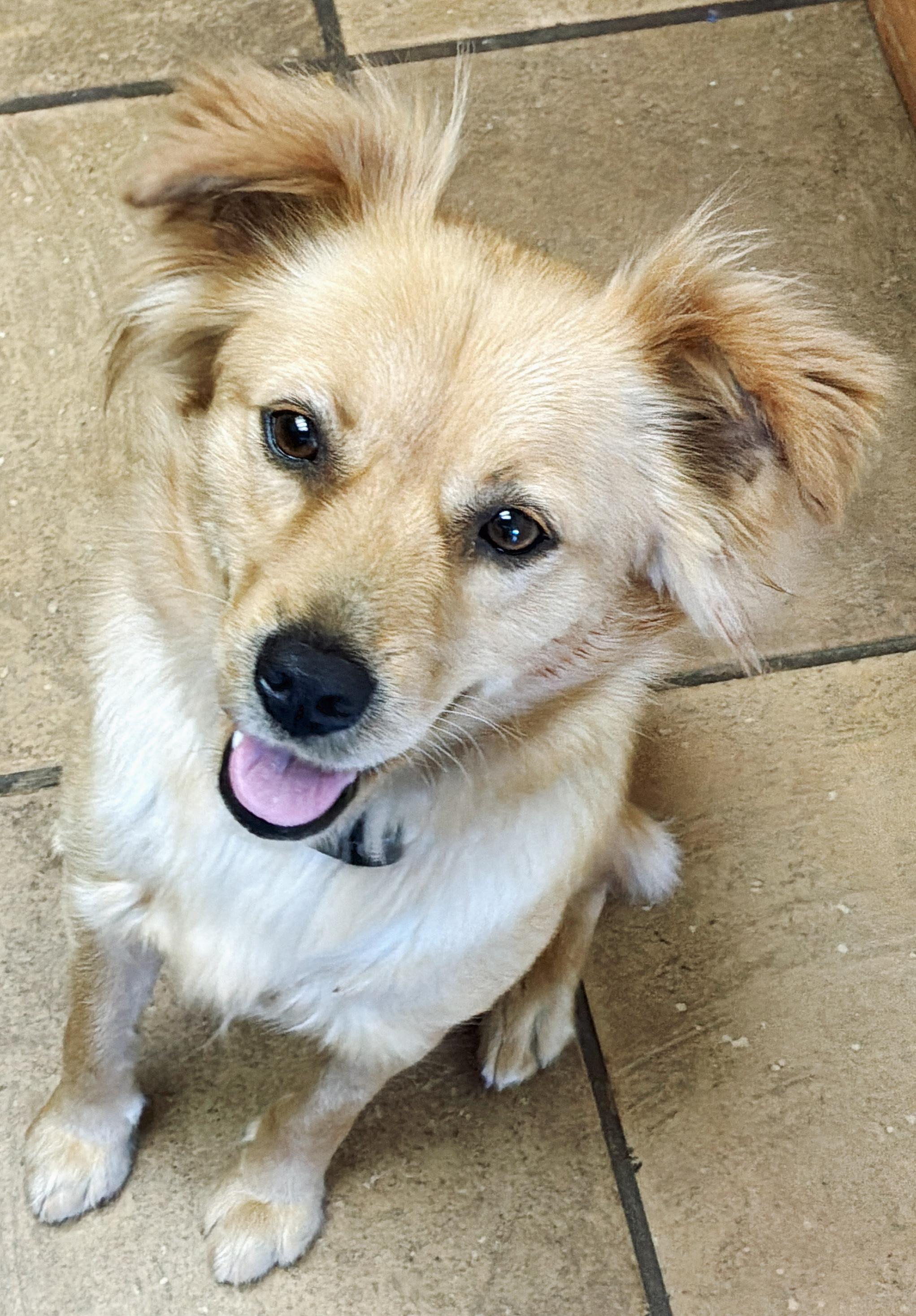 Enlarge Chloe, a ADOPTABLE mixed breed in Poway, CA image 3/6
