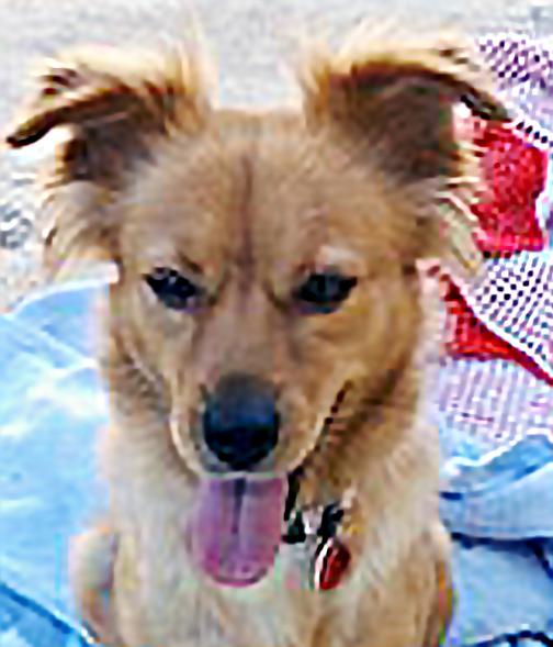 Enlarge Chloe, a ADOPTABLE mixed breed in Poway, CA image 2/6