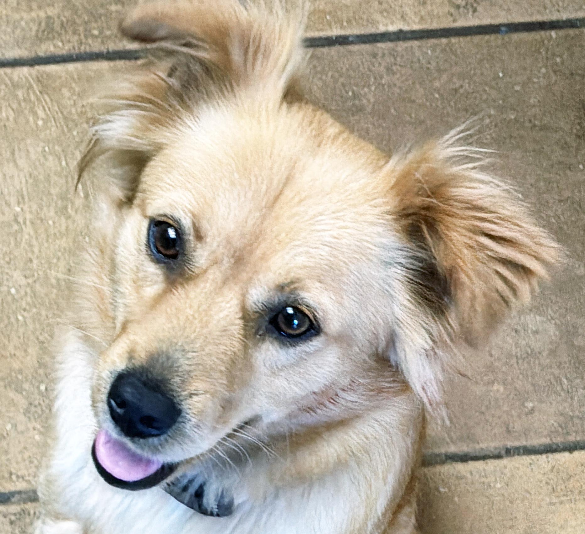 Enlarge Chloe, a ADOPTABLE mixed breed in Poway, CA image 1/6
