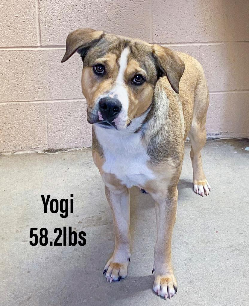 Yogi, Adoptable, Adult Male Staffordshire Bull Terrier & Black Mouth Cur.