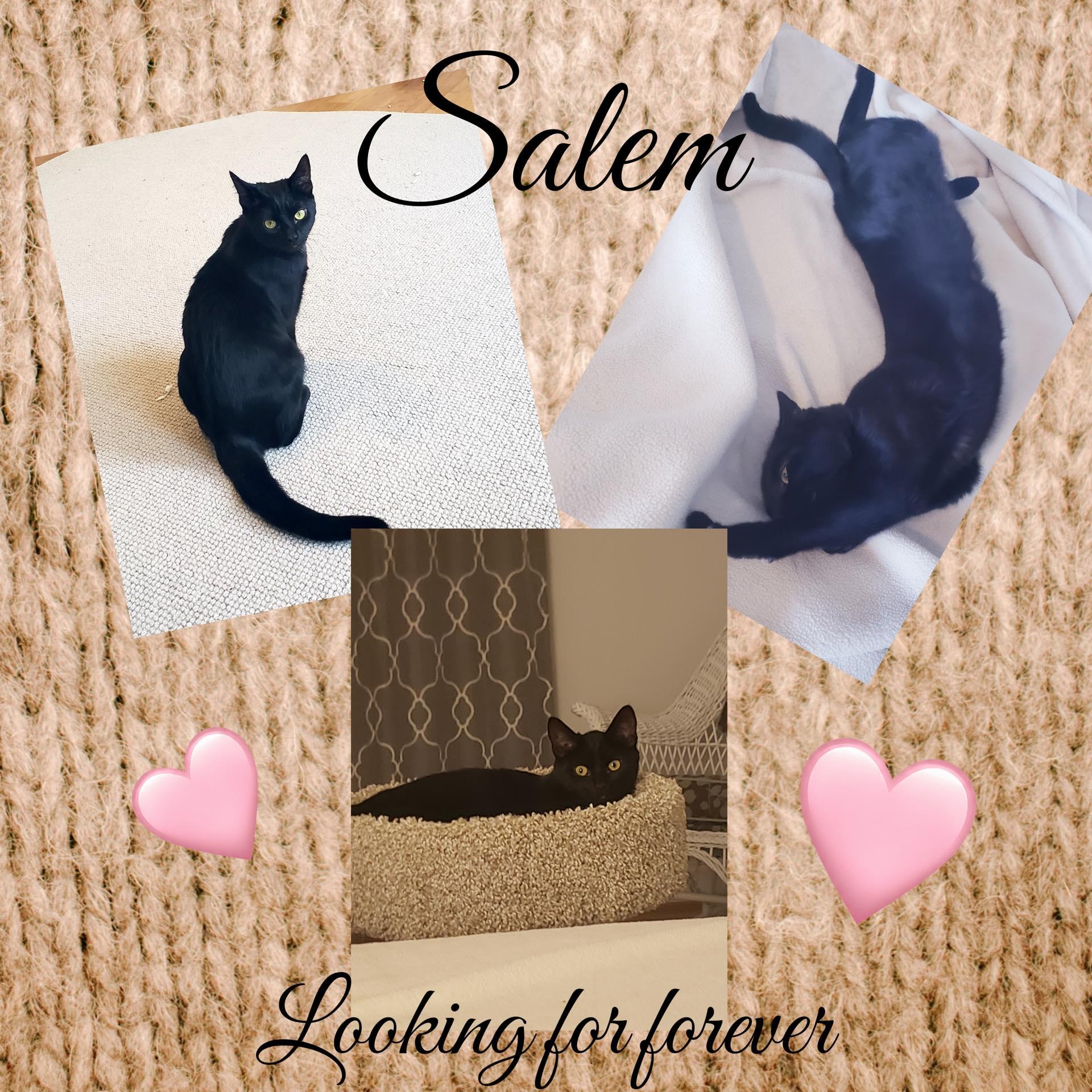 Enlarge Salem, a ADOPTABLE American Shorthair in scottsville, VA image 1/1