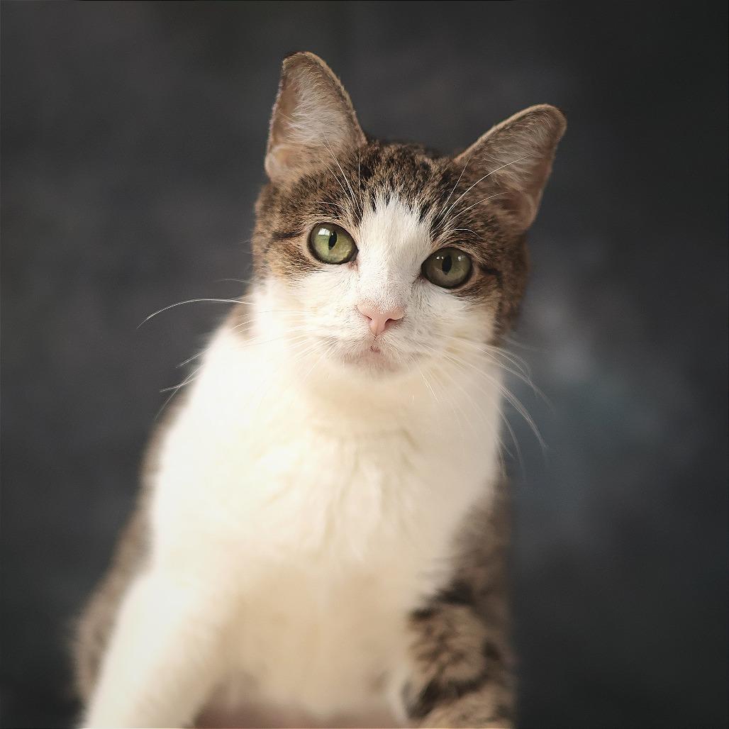 Baby Girl, Adoptable, Senior Female Domestic Short Hair.