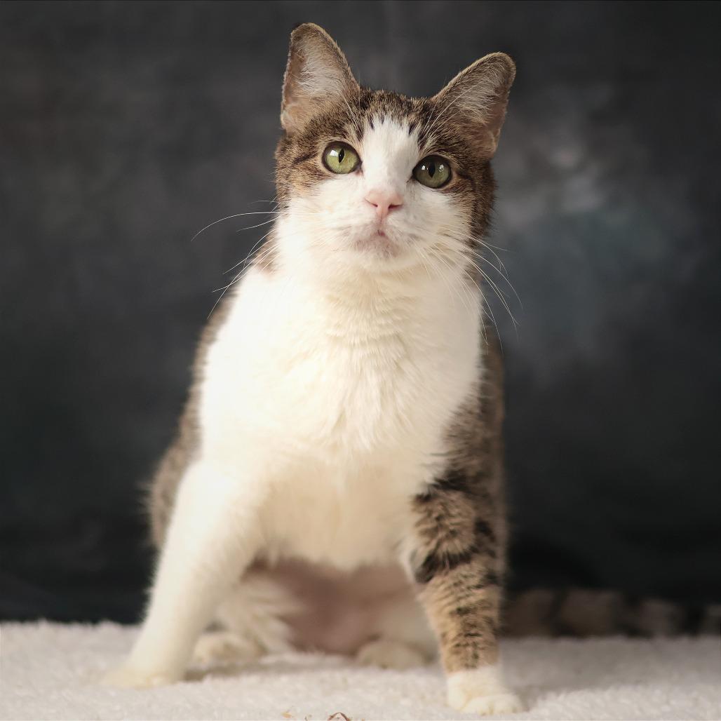 Enlarge Baby Girl, a Adoptable Domestic Short Hair in Philadelphia, PA image 1/6