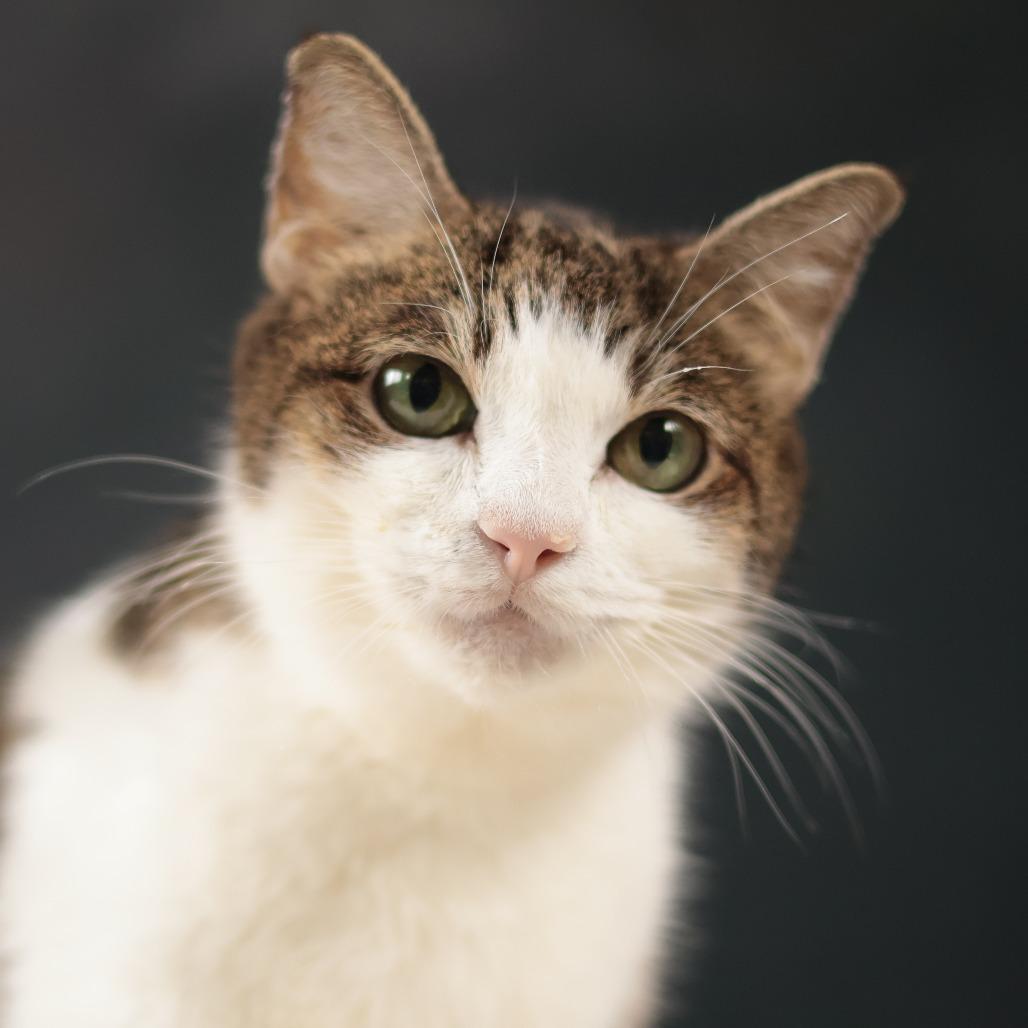 Enlarge Baby Girl, a Adoptable Domestic Short Hair in Philadelphia, PA image 2/6