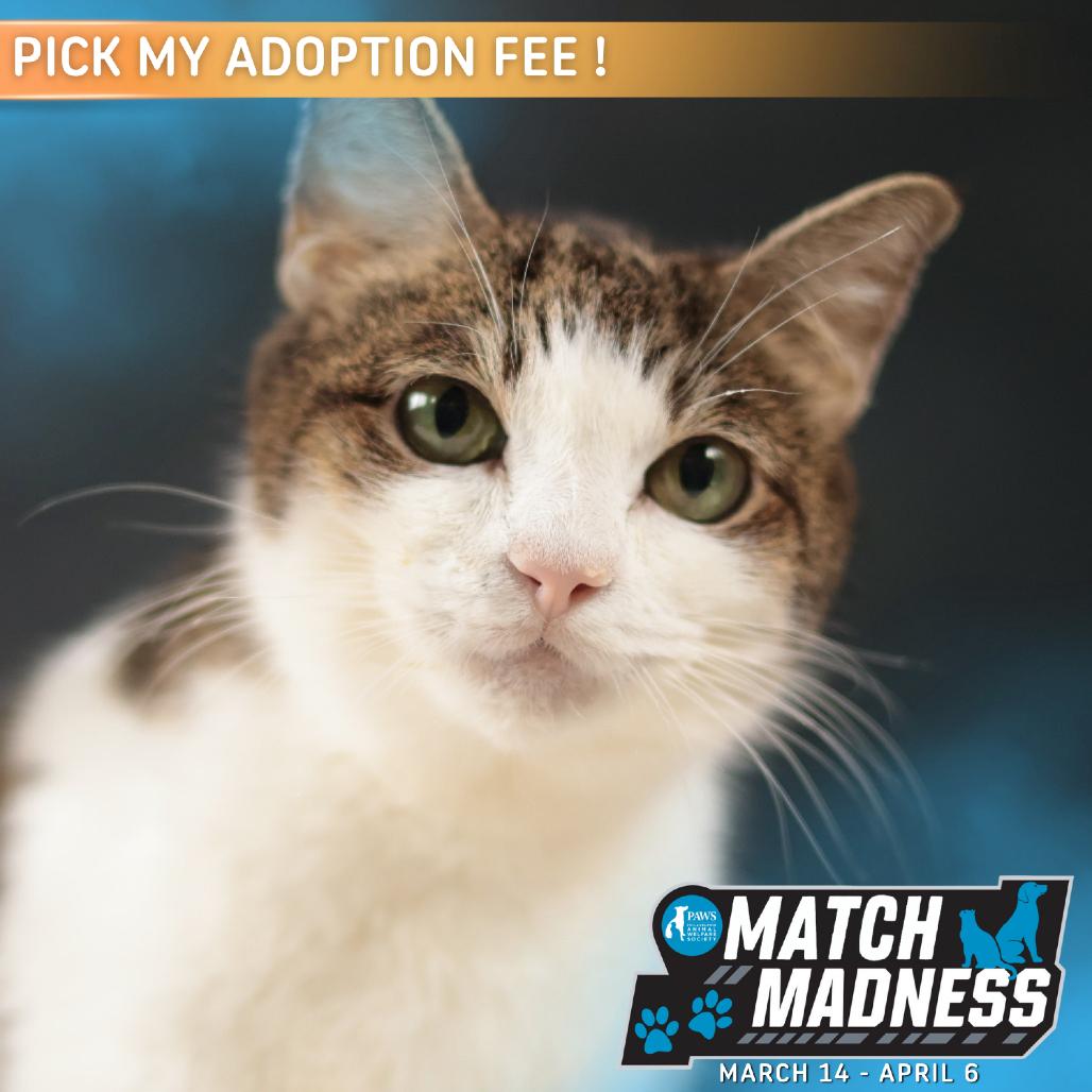 Enlarge Baby Girl, a Adoptable Domestic Short Hair in Philadelphia, PA image 3/6