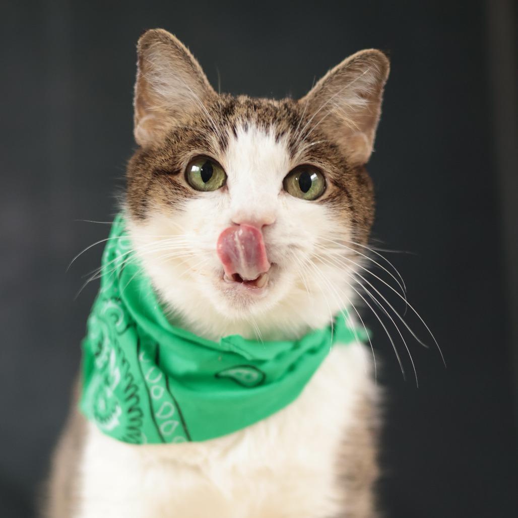 Enlarge Baby Girl, a Adoptable Domestic Short Hair in Philadelphia, PA image 4/6