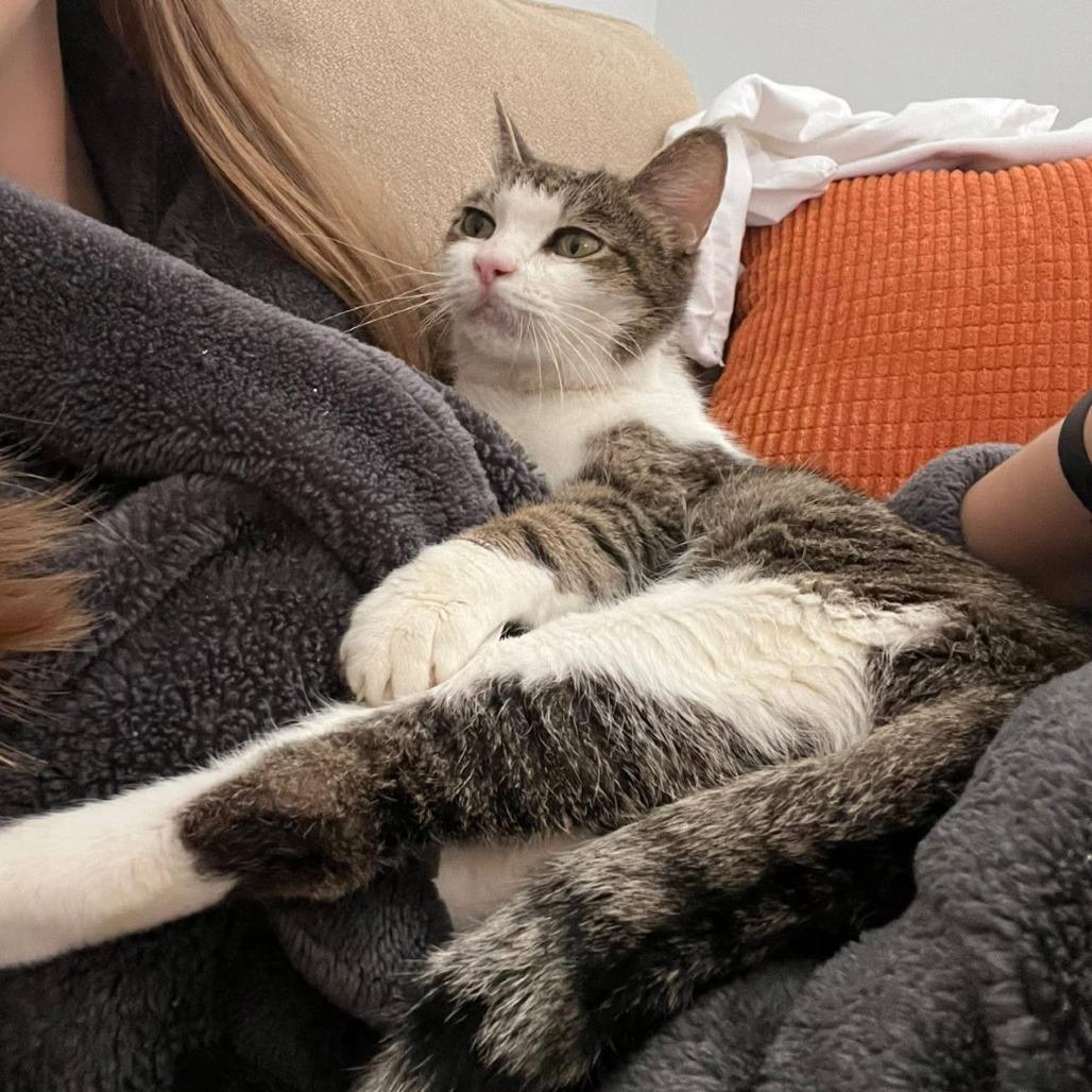 Enlarge Baby Girl, a Adoptable Domestic Short Hair in Philadelphia, PA image 5/6