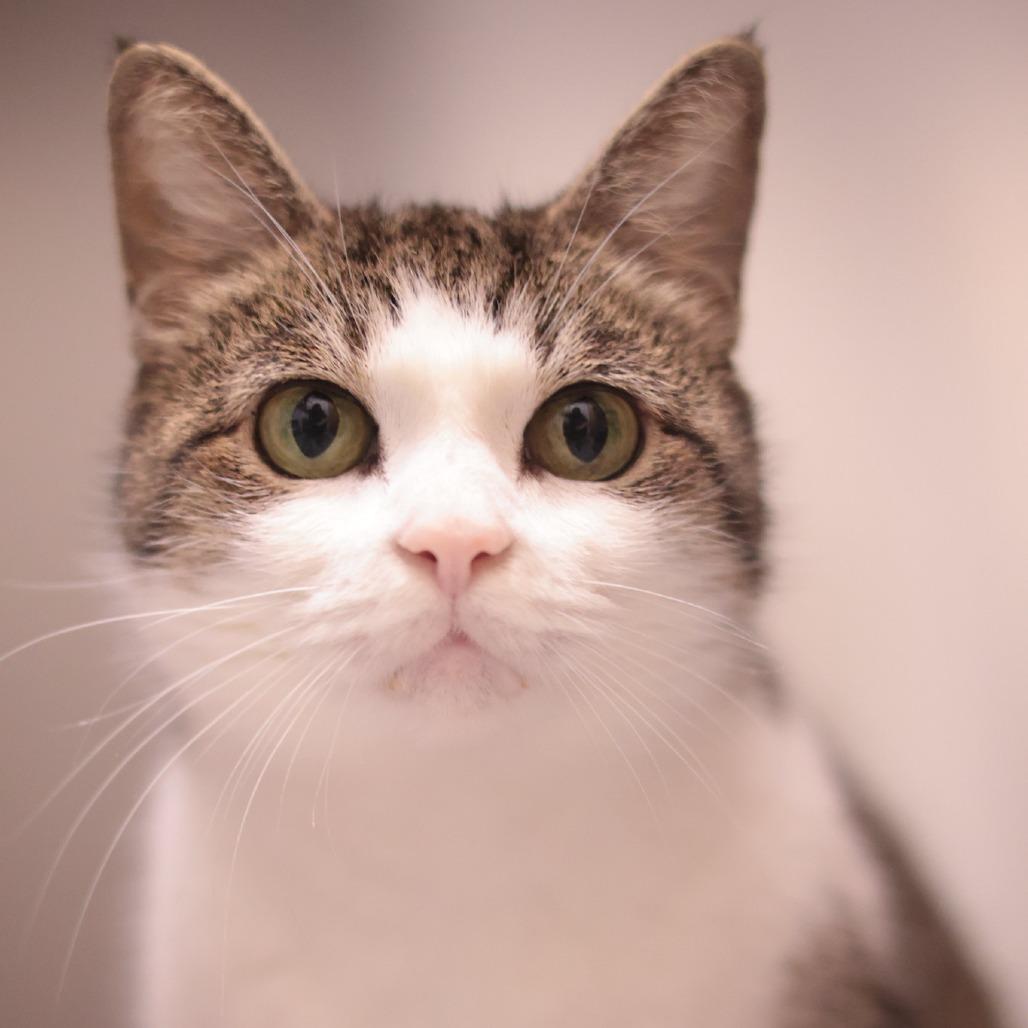 Enlarge Baby Girl, a Adoptable Domestic Short Hair in Philadelphia, PA image 6/6