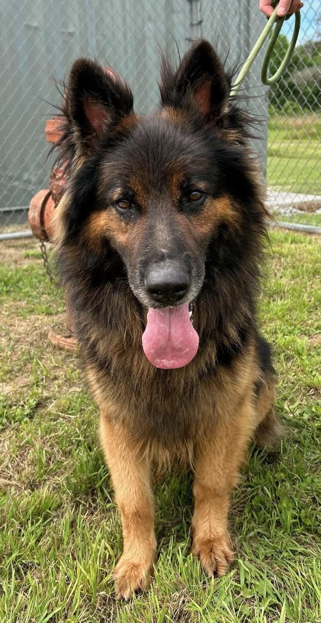 Max, Adult Male German Shepherd Dog