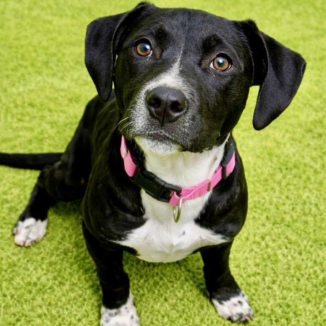 Eve, adopted, Puppy Female Pit Bull Terrier.