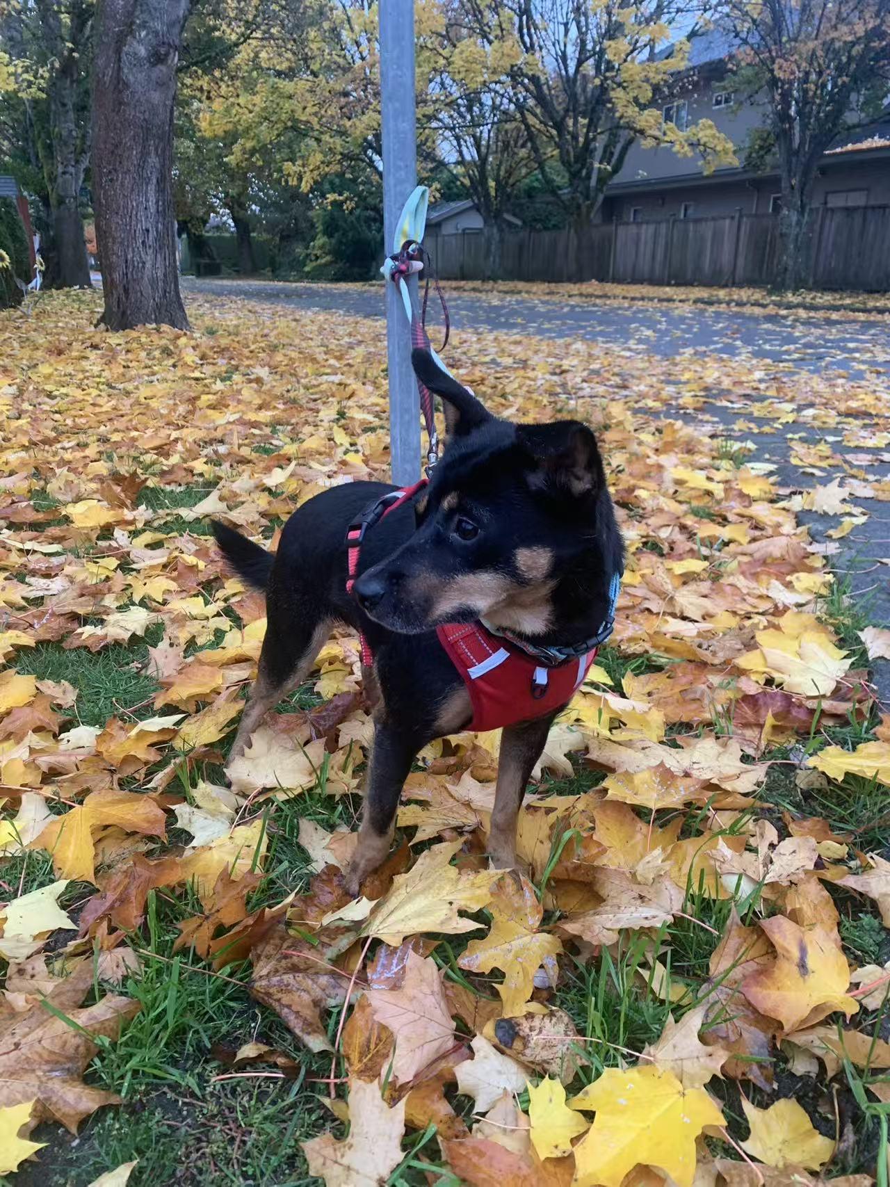 Lisa, Adoptable, Adult Female Mixed Breed.