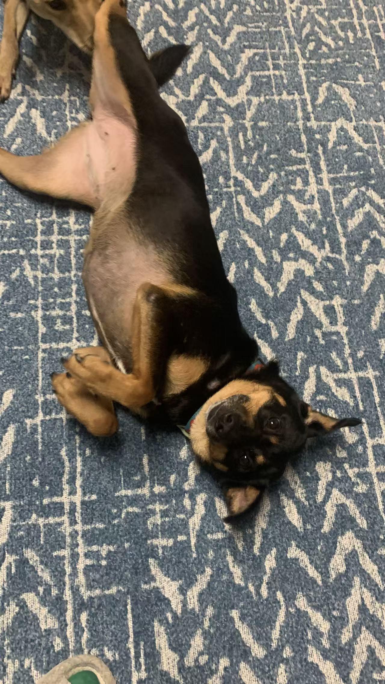 Enlarge Lisa, a Adoptable Mixed Breed in Richmond, BC image 2/6