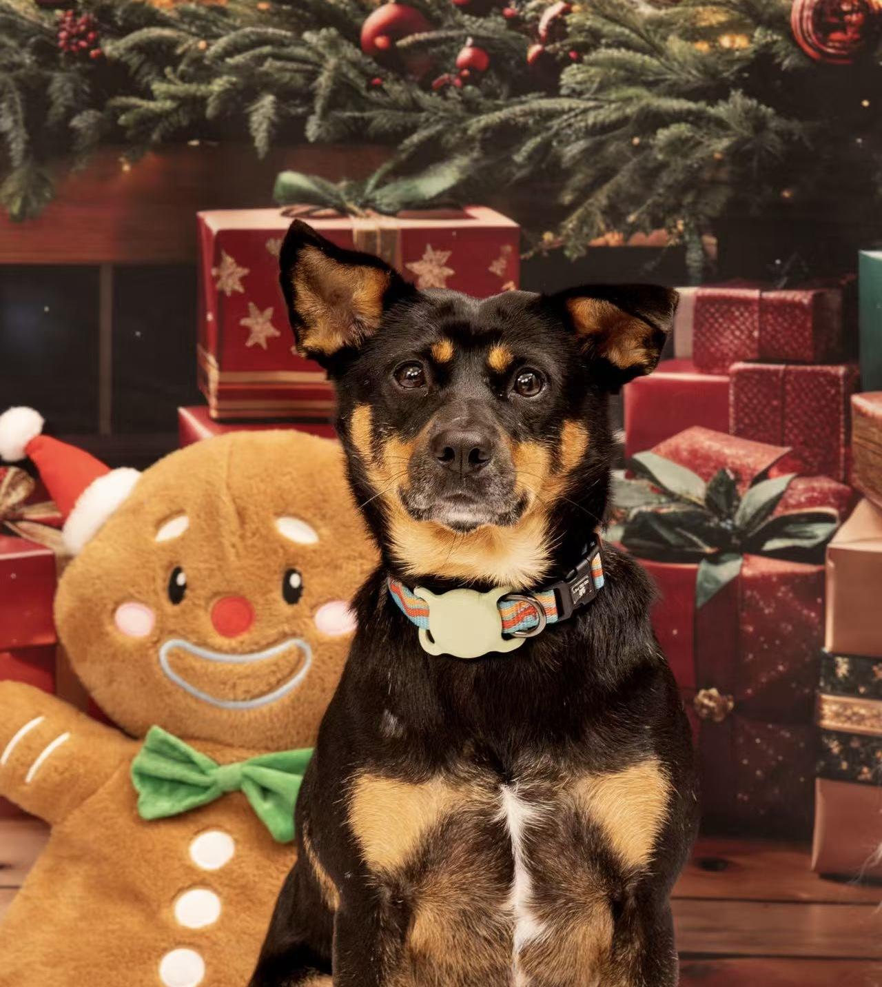 Enlarge Lisa, a Adoptable Mixed Breed in Richmond, BC image 5/6