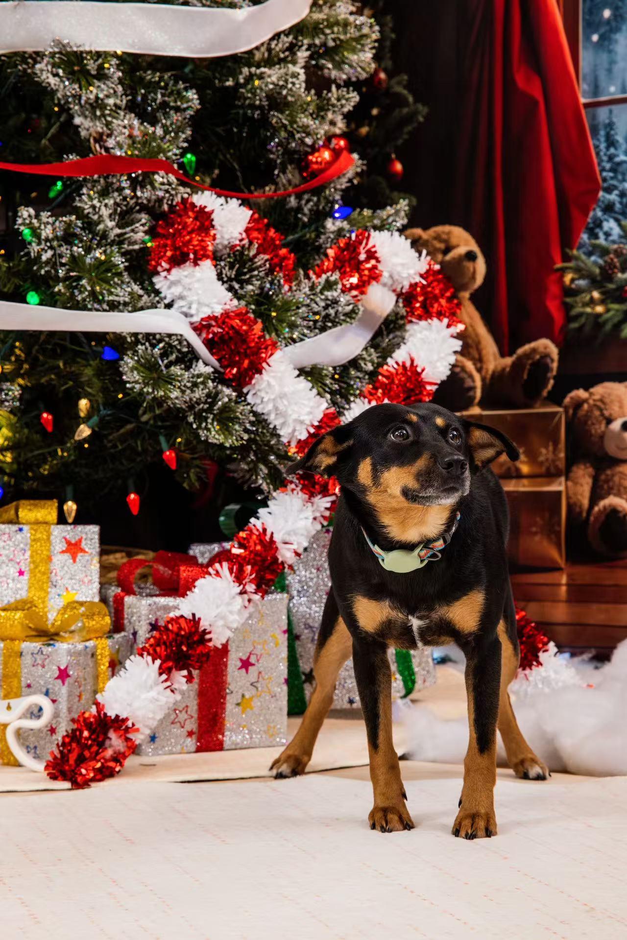 Enlarge Lisa, a Adoptable Mixed Breed in Richmond, BC image 6/6