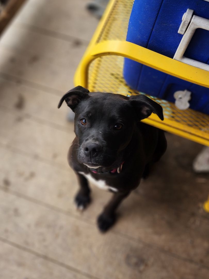 Cloudy, a Adopted mixed breed in Bristol, VT image 1/6
