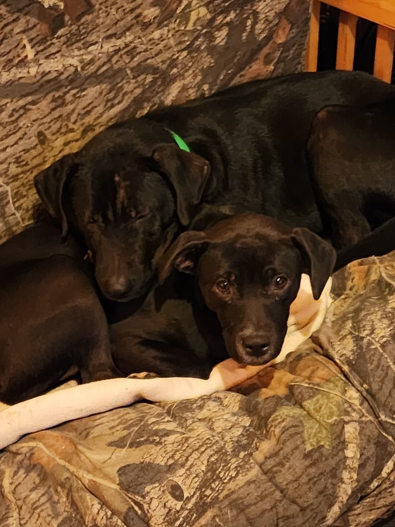 Cloudy, a Adopted mixed breed in Bristol, VT image 2/6