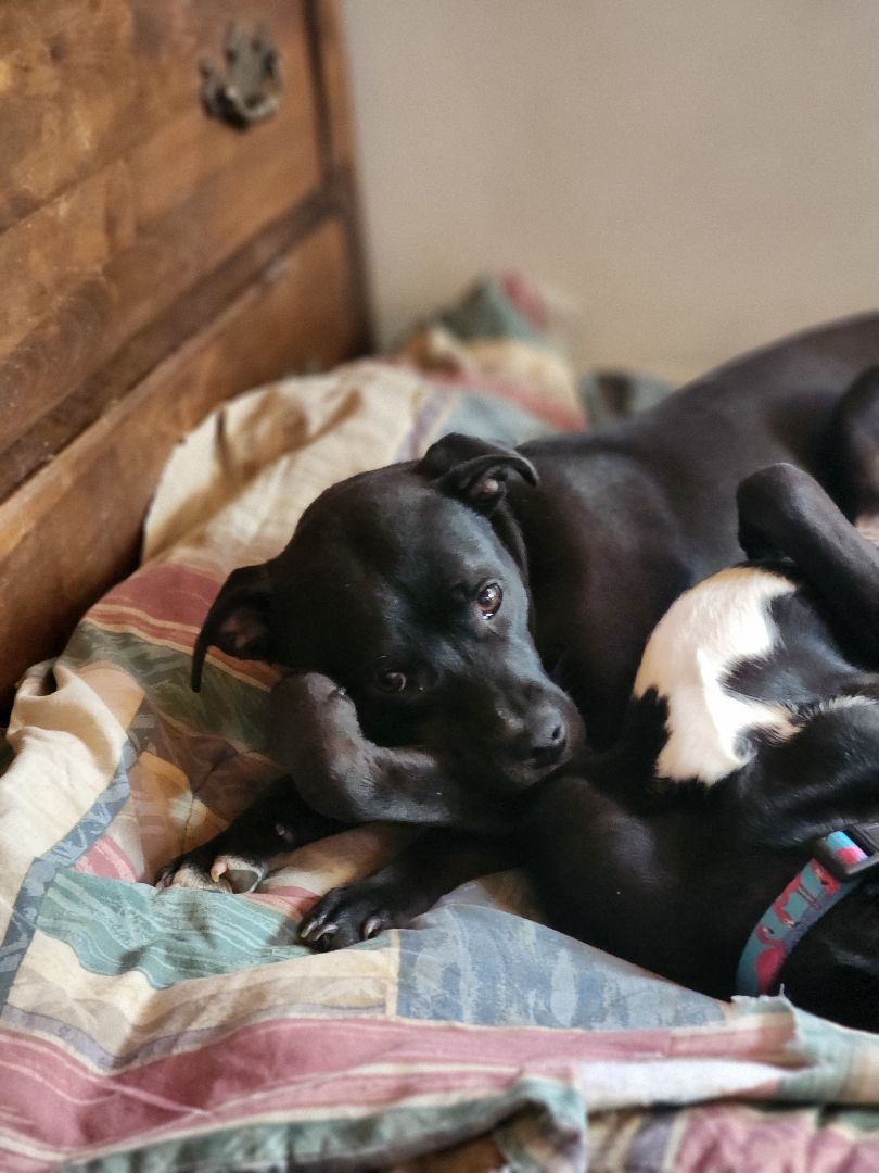 Cloudy, a Adopted mixed breed in Bristol, VT image 3/6