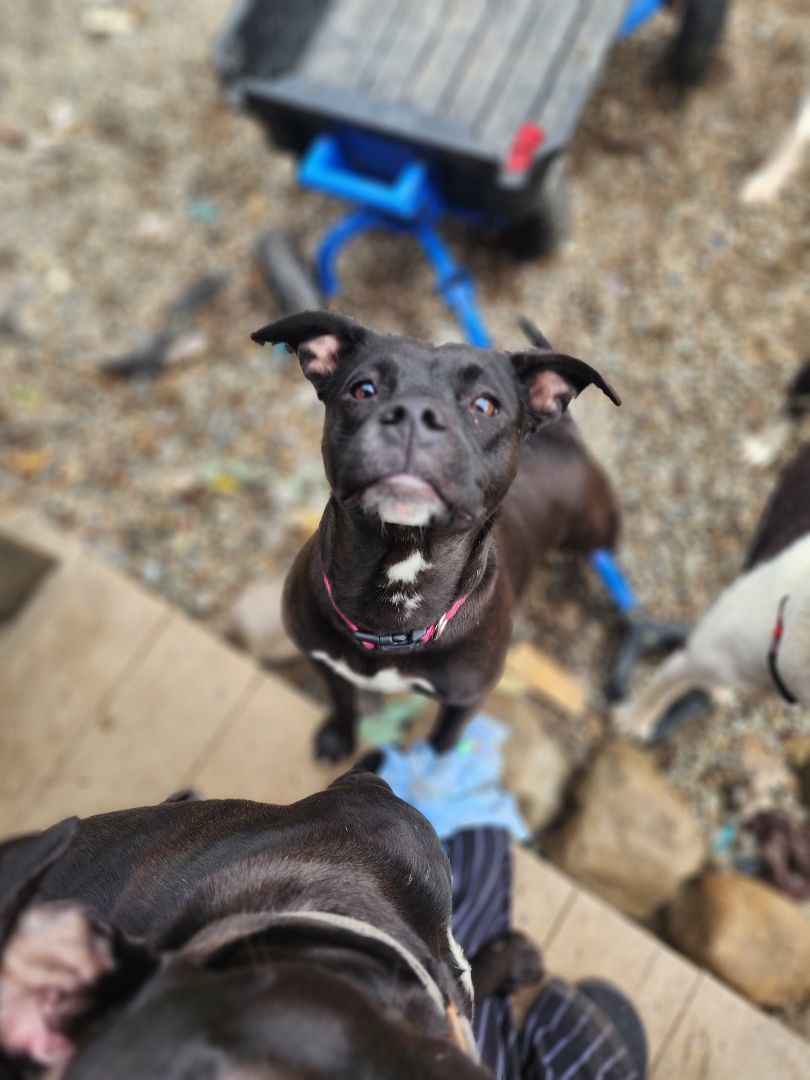 Cloudy, a Adopted mixed breed in Bristol, VT image 4/6
