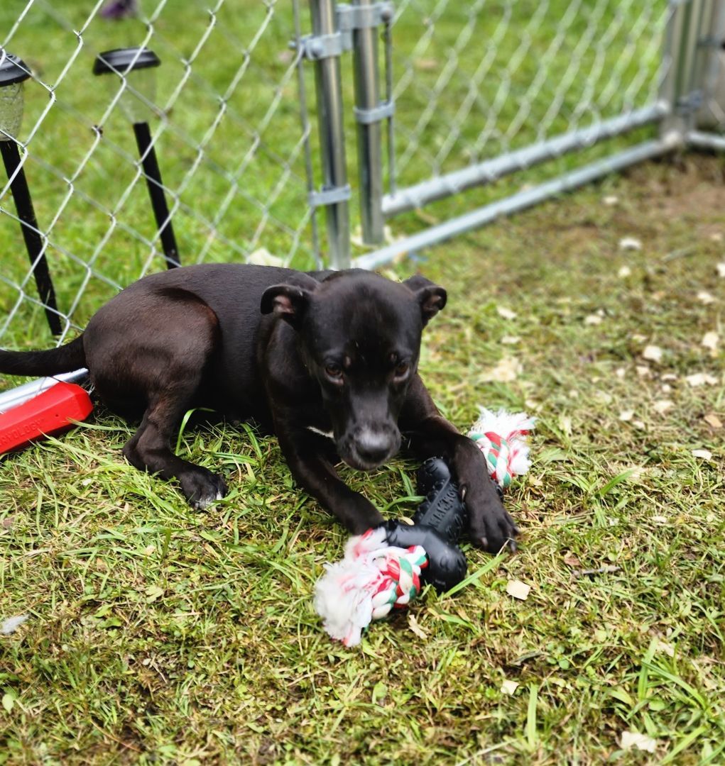 Cloudy, a Adopted mixed breed in Bristol, VT image 5/6